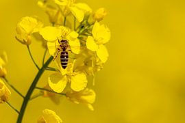 Fleißige Biene glücklich im Rapsfeld von Your Happy Life