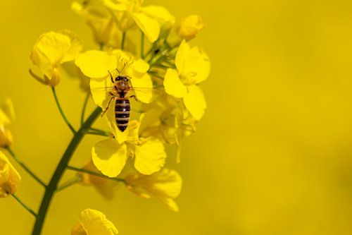 Bezige bij gelukkig in het koolzaadveld