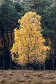 Yellow autumn tree by Dennis Schaefer