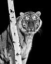 De intense blik van een tijger van Patrick van Bakkum thumbnail