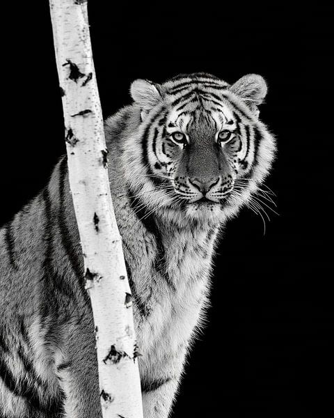 De intense blik van een tijger van Patrick van Bakkum