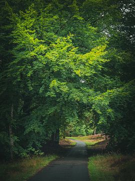chemin vert sur snippephotography