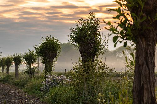 attractive pollard willows