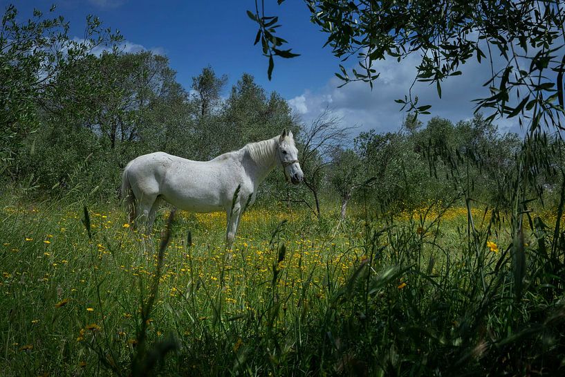 Weißes Pferd in Blumenwiese auf Korfu Griechenland von Albert Brunsting