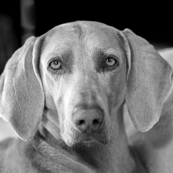Weimaraner par Antoon van Osch