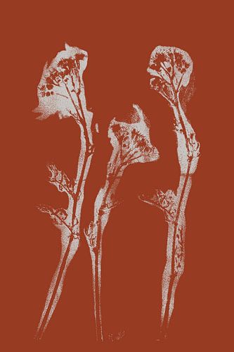 Modern Botanicals. Weidebloemen in terracotta nr. 3