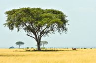 Impala in het typische Afrikaans landschap / Natuurfotografie / Oeganda van Jikke Patist thumbnail