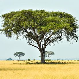 Impala in der typisch afrikanischen Landschaft / Naturfotografie / Uganda von Jikke Patist