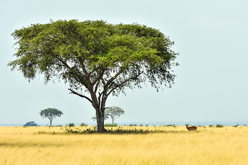 Impala in het typische Afrikaans landschap / Natuurfotografie / Oeganda
