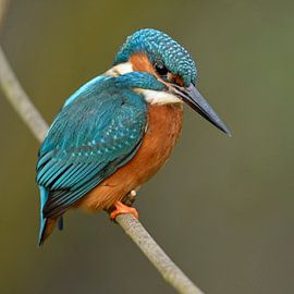 Eurasian Kingfisher ( Alcedo atthis ) by wunderbare Erde
