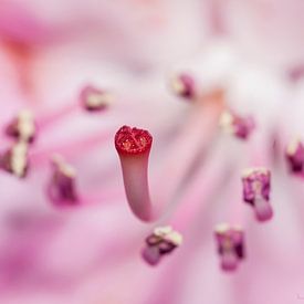 Rhododendron von Ivo Heus