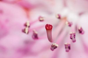 Rhododendron von Ivo Heus