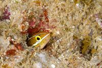 Vrolijke Barnacle Blenny