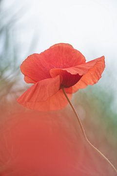 Coquelicot sur Foto A de Jong