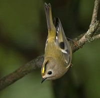 Le bonheur à l'envers