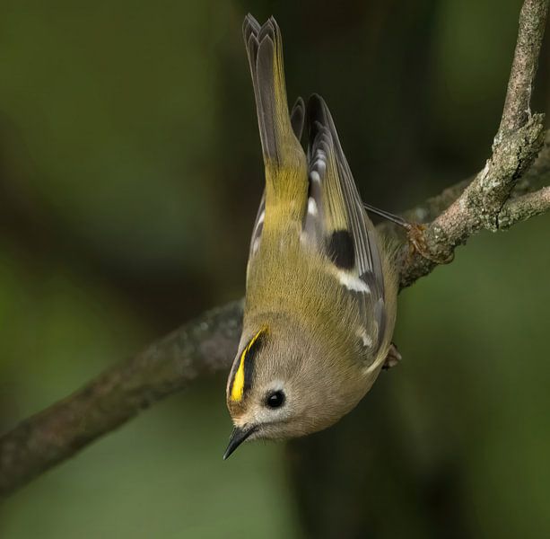 Upside-down happiness by Zeno Swijtink
