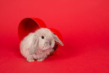 Rabbit in Red van Elles Rijsdijk