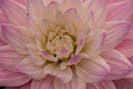 Je suis là. sur Dimitri van den Berg