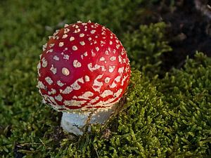 Fliegenpilz im Moos