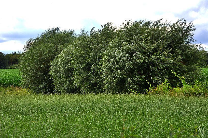 Wind 4 van Edgar Schermaul