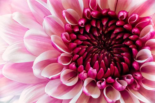 Chrysanthème (Chrysanthemum)