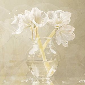 Still life Amaryllis by Willy Sengers