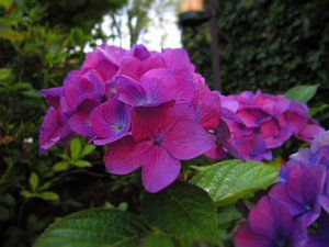 This is a Flower of my home Garden