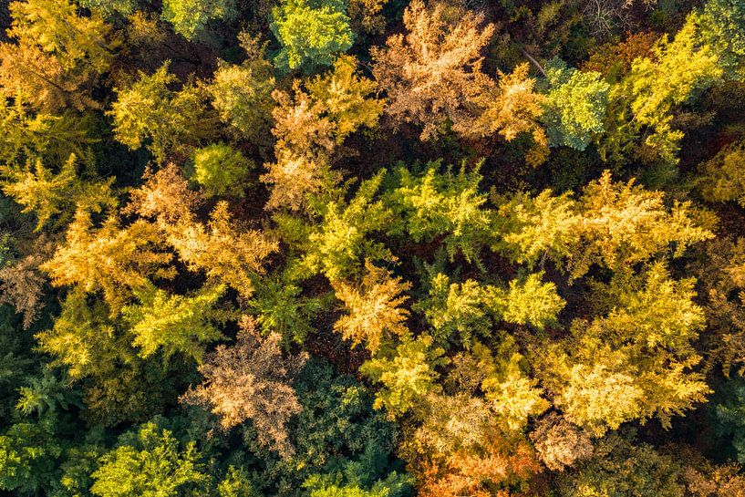 Herbstwald mit bunten Blättern von oben gesehen von Sjoerd van der Wal Fotografie