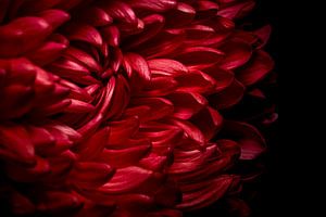 Rote Chrysantheme von Onbegonnen werk