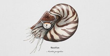 Lebendes Fossiel, Gemeines Perlboot oder Nautilus, Nautilus pompilius von Urft Valley Art