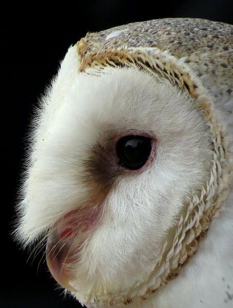 Majestic Owl by Hello Pompoyo