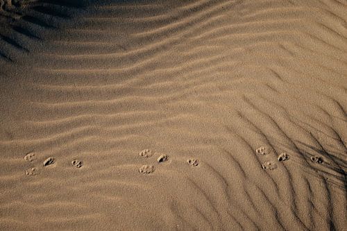 amsterdamse waterleiding duinen