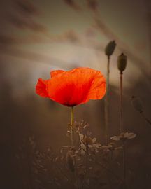 Leuchtender Mohn von Judy Pietuszko