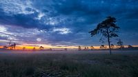 Mistic Drunense Duinen