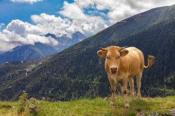 Kuh auf einem Berggipfel von Stefan Zwijsen