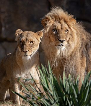 Duo de lions Homme et Femme sur Jery Wormmeester