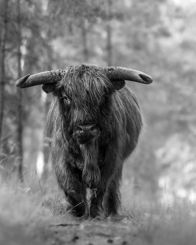 Schotse hooglander stier zwart/wit uit zoomnl