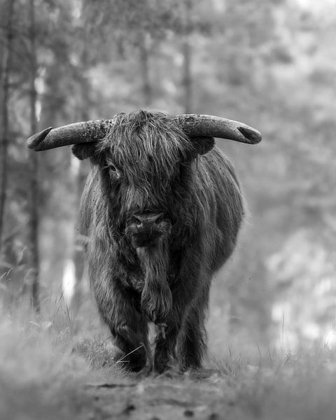 Schottischer Highlander Bulle schwarz-weiß von zoomnl von Roy Kreeftenberg
