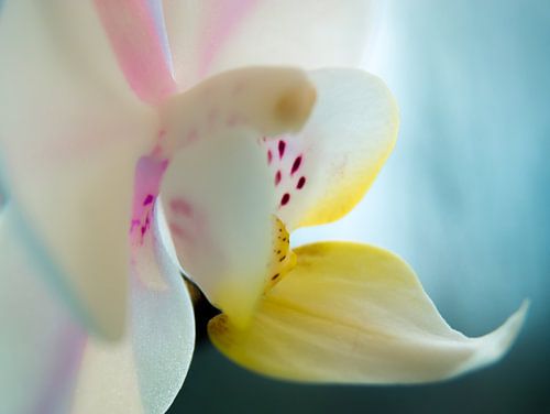 Orchidée / Fleur / Feuille / Nature / Lumière / Rose / Bleu / Jaune / Blanc / Macro gros plan