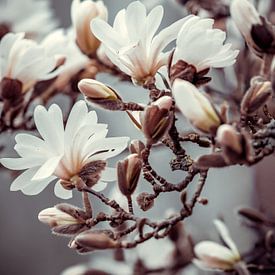 Magnolia van Elske Hazenberg