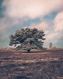 Schönes Herbstbild. von guido ijzerman