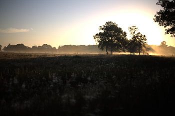 morning glory nature