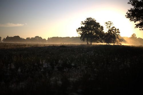 gloire du matin nature sur Myron Jay Straatman