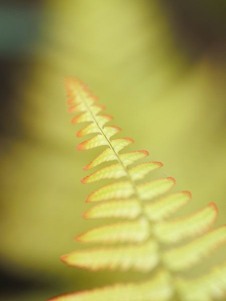 Leaf of a fern by Jan
