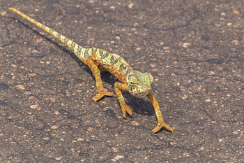 Chameleon slowly crosses the road