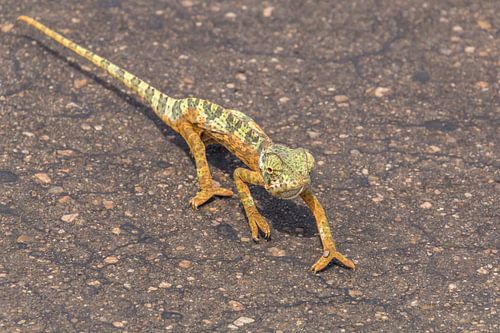 Kameleon steekt langzaam de weg over