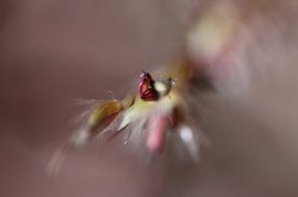 Reed in autumn by Pim van der Horst