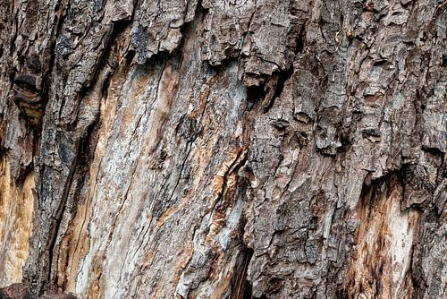 Bark #3