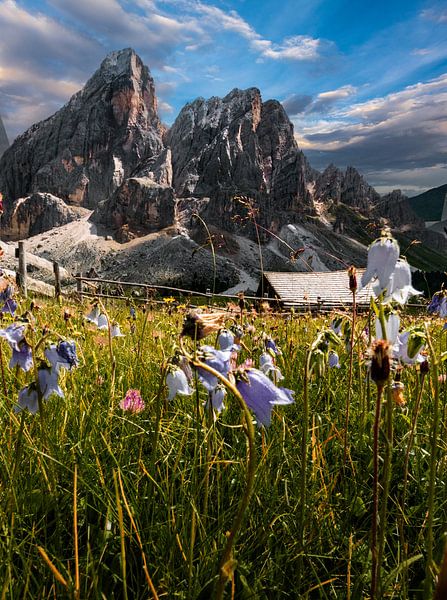 Bergblumen von Alex Neumayer