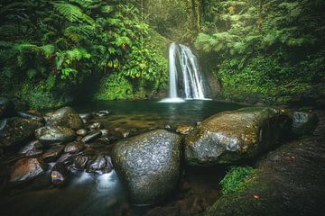 Waterval in de groene jungle van Guadeloupe van Jean Claude Castor